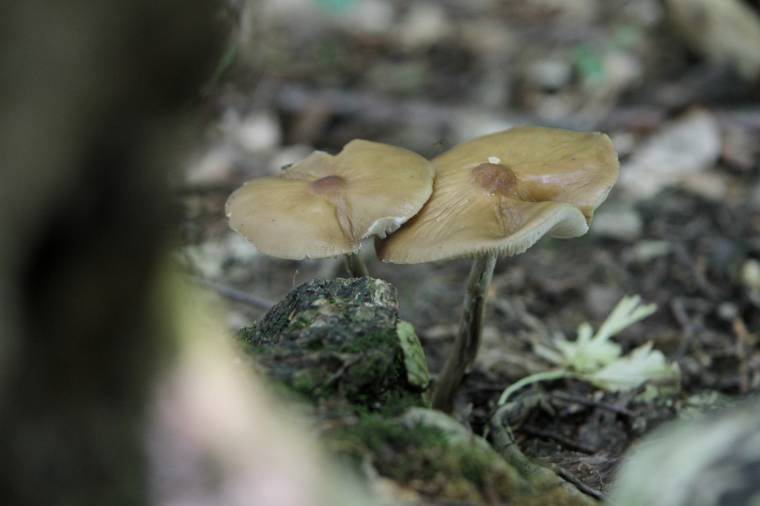 Az ehető gombák többségének mérgező párja is van