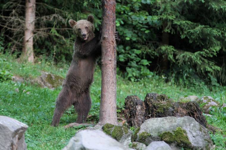 Brüsszel is elismeri, hogy Romániában túl sok a medve