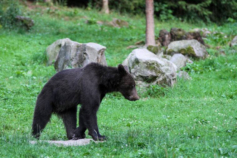 Naponta jár be a medve az oltszemi kisegítő iskola udvarára