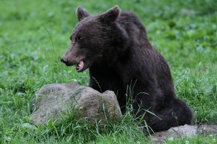 Egy medvét kilőhetnek Csíkdánfalván – de melyiket?