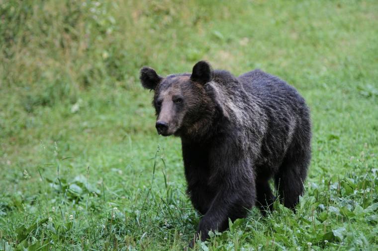 Kilencszer riasztották medvék miatt a Hargita megyei csendőröket