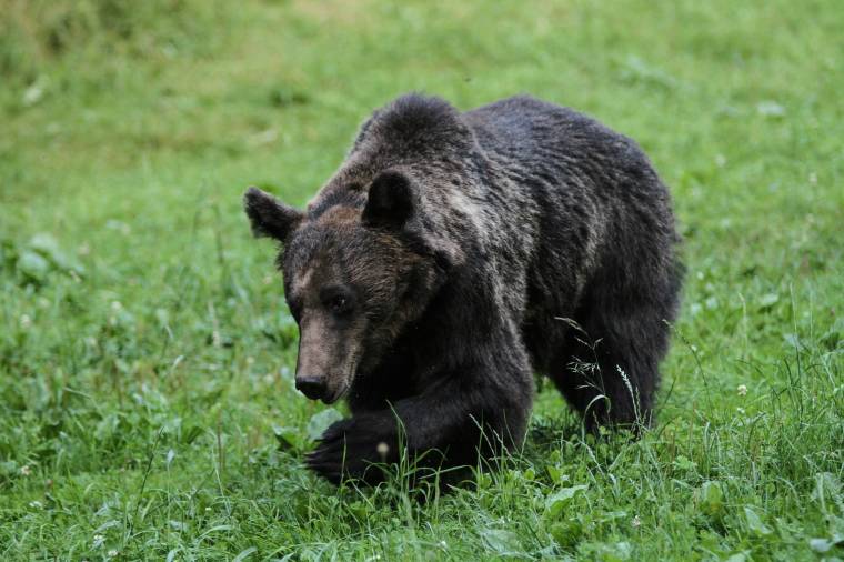 Terméskárokat még nem, az állatállományban viszont már jelentős károkat okoztak a medvék