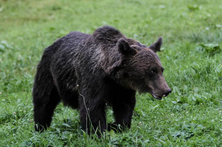 Nyomozás indult a halálos medvetámadás miatt