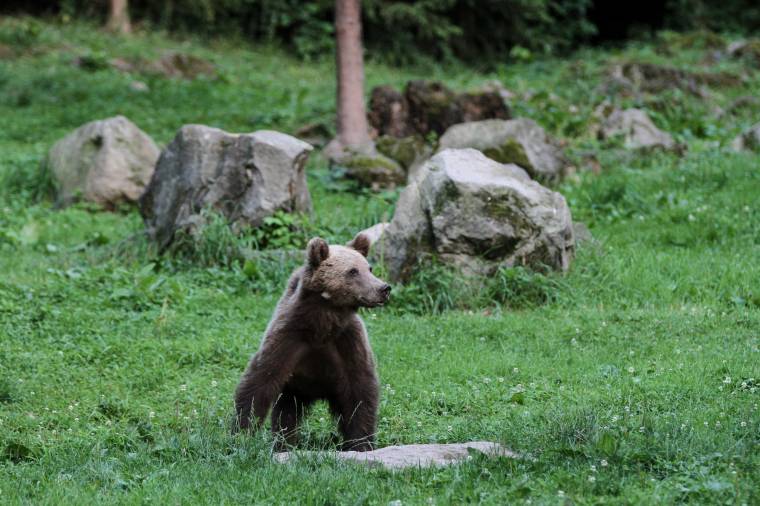 Medve sebesített meg egy férfit Tarcsafalván