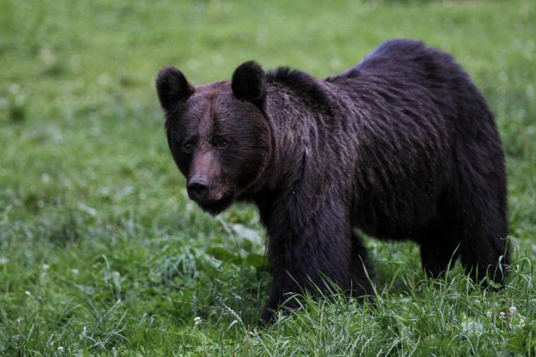 Súlyosan megsebesített a medve egy férfit Brassó megyében