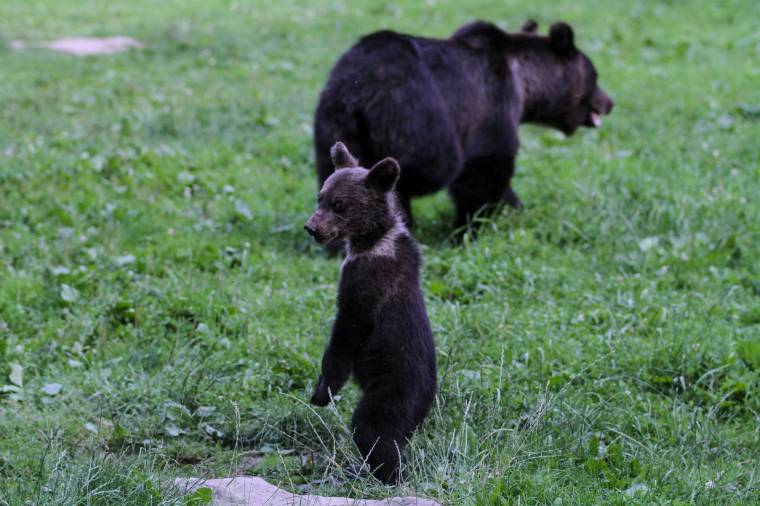 Több udvarhelyszéki vadásztársulat is elzárkózik a medvék kilövésétől