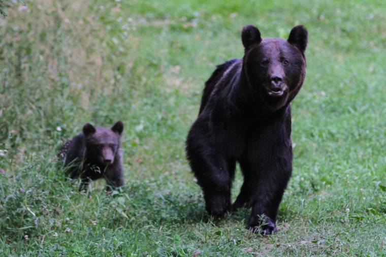 Négy medve tűnt fel a településen, riasztották az oroszhegyieket