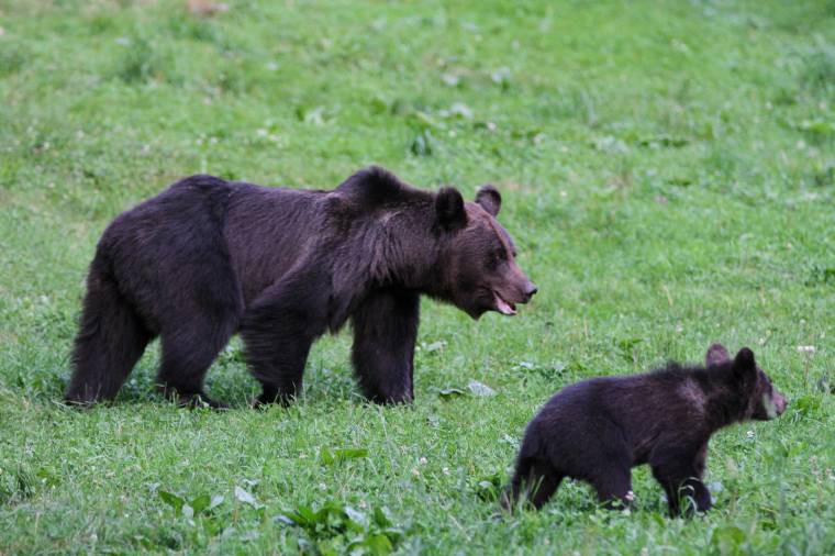Heteken belül végleges formát ölt a medvepopuláció megőrzésére vonatkozó akcióterv