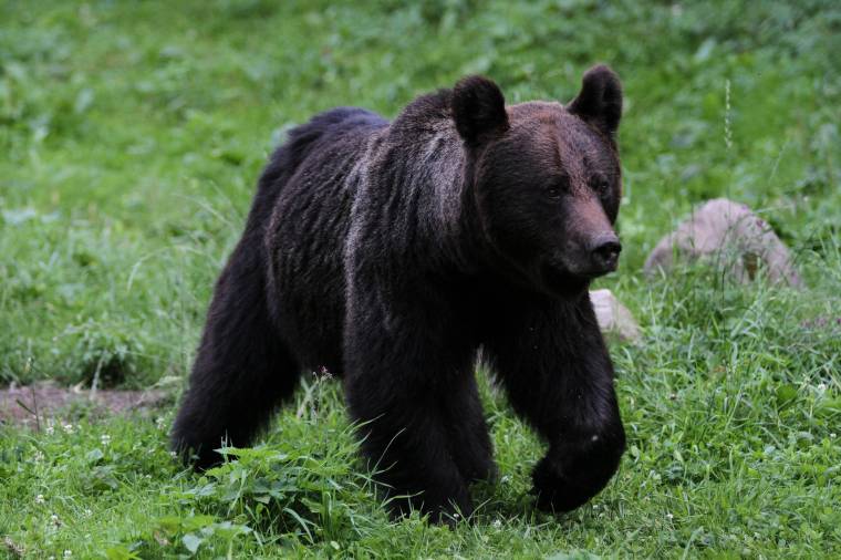 Állatokat pusztított el a medve – figyelmeztetni sem tudják egymást a kőrispatakiak, ha megjelenik a vadállat
