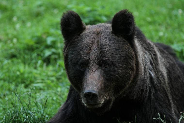 Prefektusi felhívás: kérvényezzék a vadásztársaságok a veszélyes medvék kiemelését