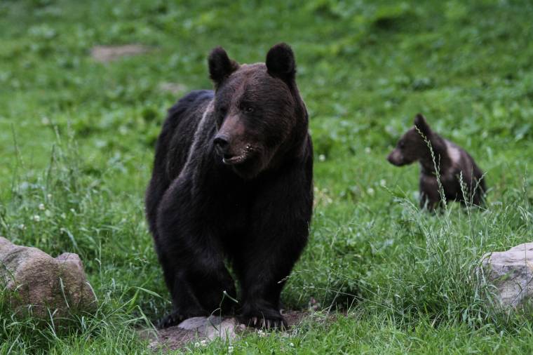 Medvecsaládot láttak a somostetői erdőben – nem árt óvatosan túrázni