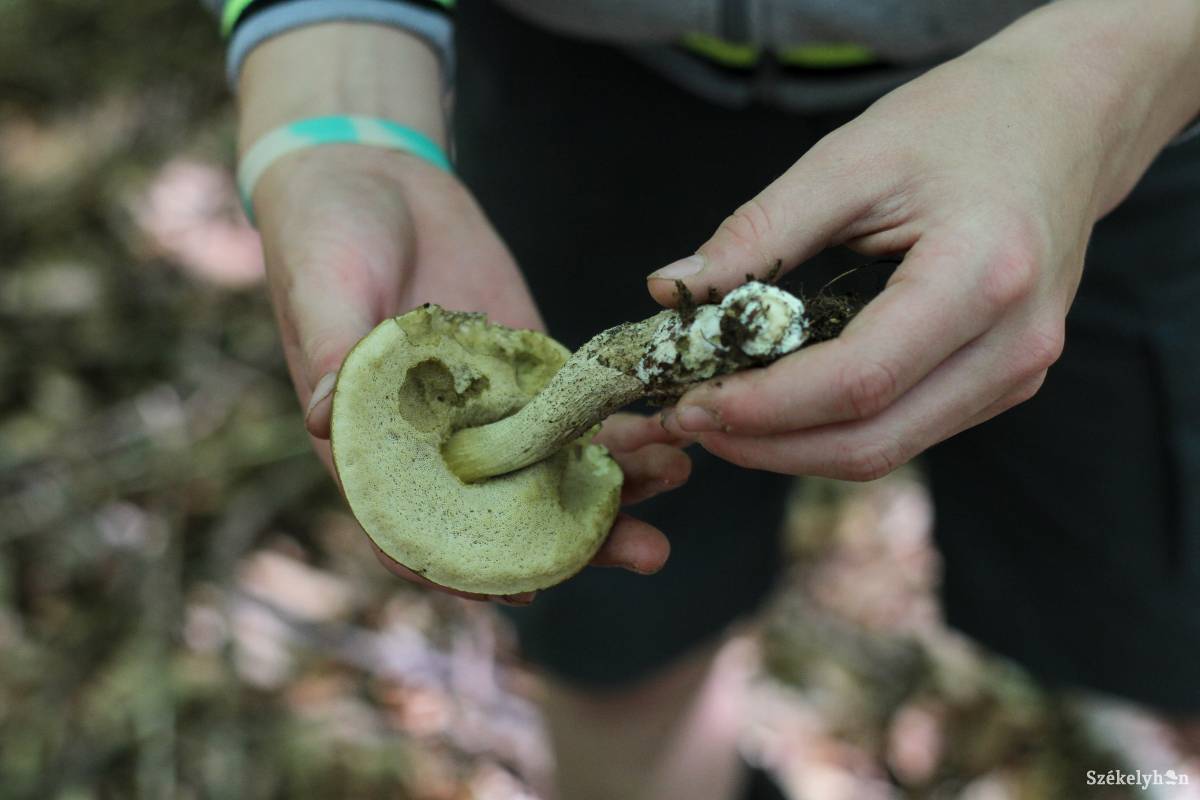 Az ehető gombák többségének mérgező párja is van, ezért körültekintés szükséges