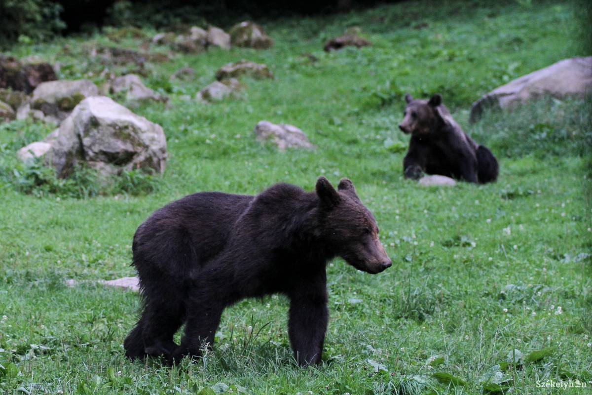 „Visszavonultak” a medvék Mikóújfalu határából – egyelőre
