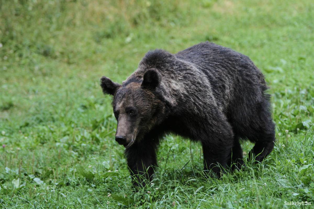 Gombászni induló idős férfira támadt a medve Kőrispatak közelében