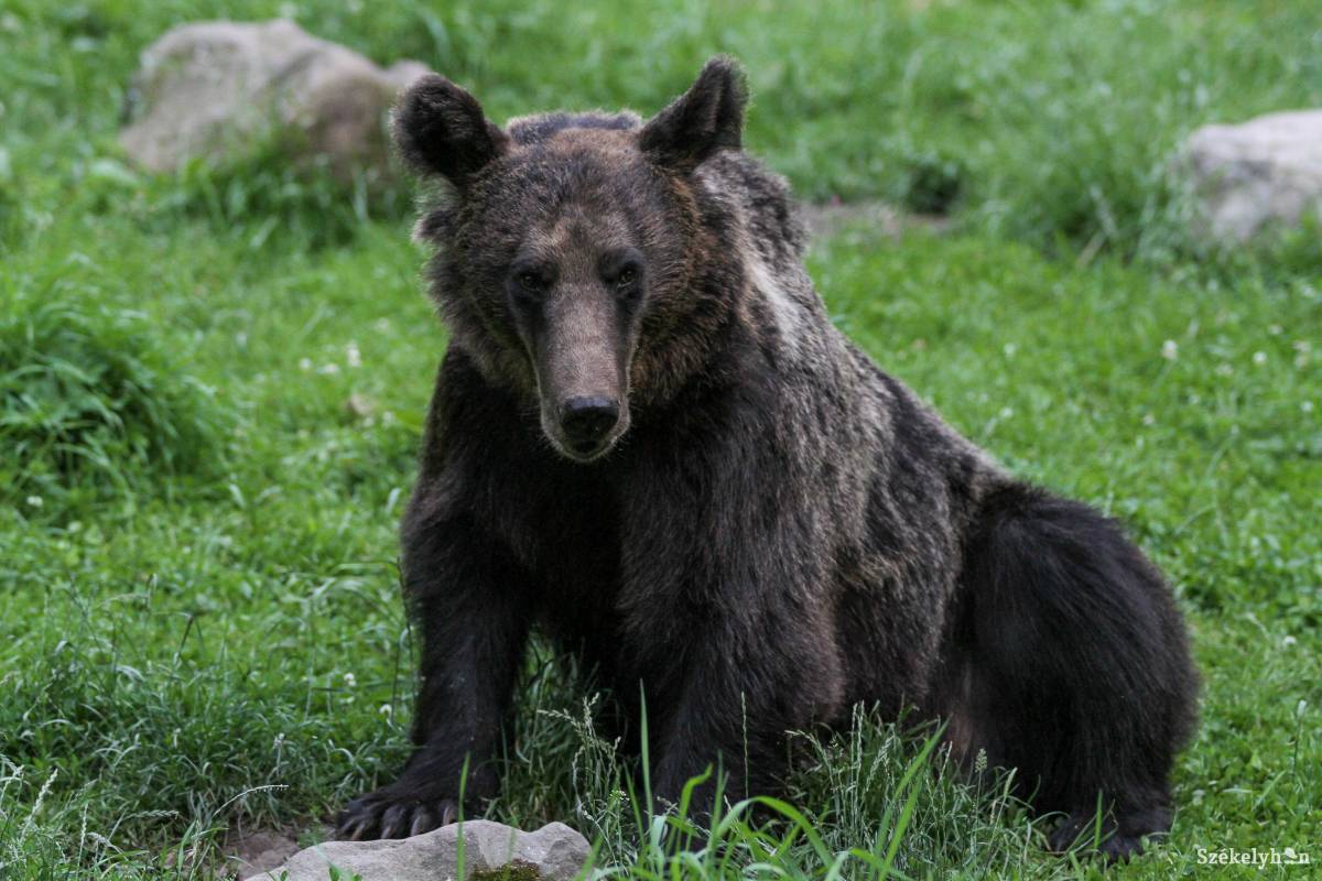 91 éves férfira támadt a medve