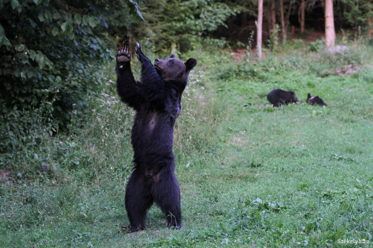 Háromszék tíz, Hargita megye hét veszélyes medve kilövésére kapott engedélyt