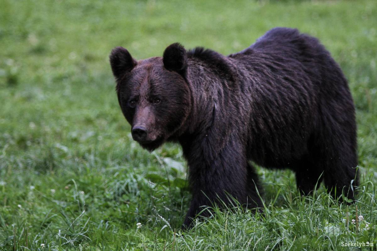 Súlyosan megsebesített a medve egy férfit Brassó megyében