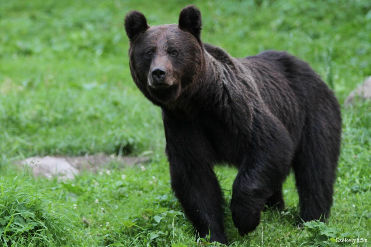 Tíznél is több medve garázdálkodik napi rendszerességgel Csíkszentdomokoson
