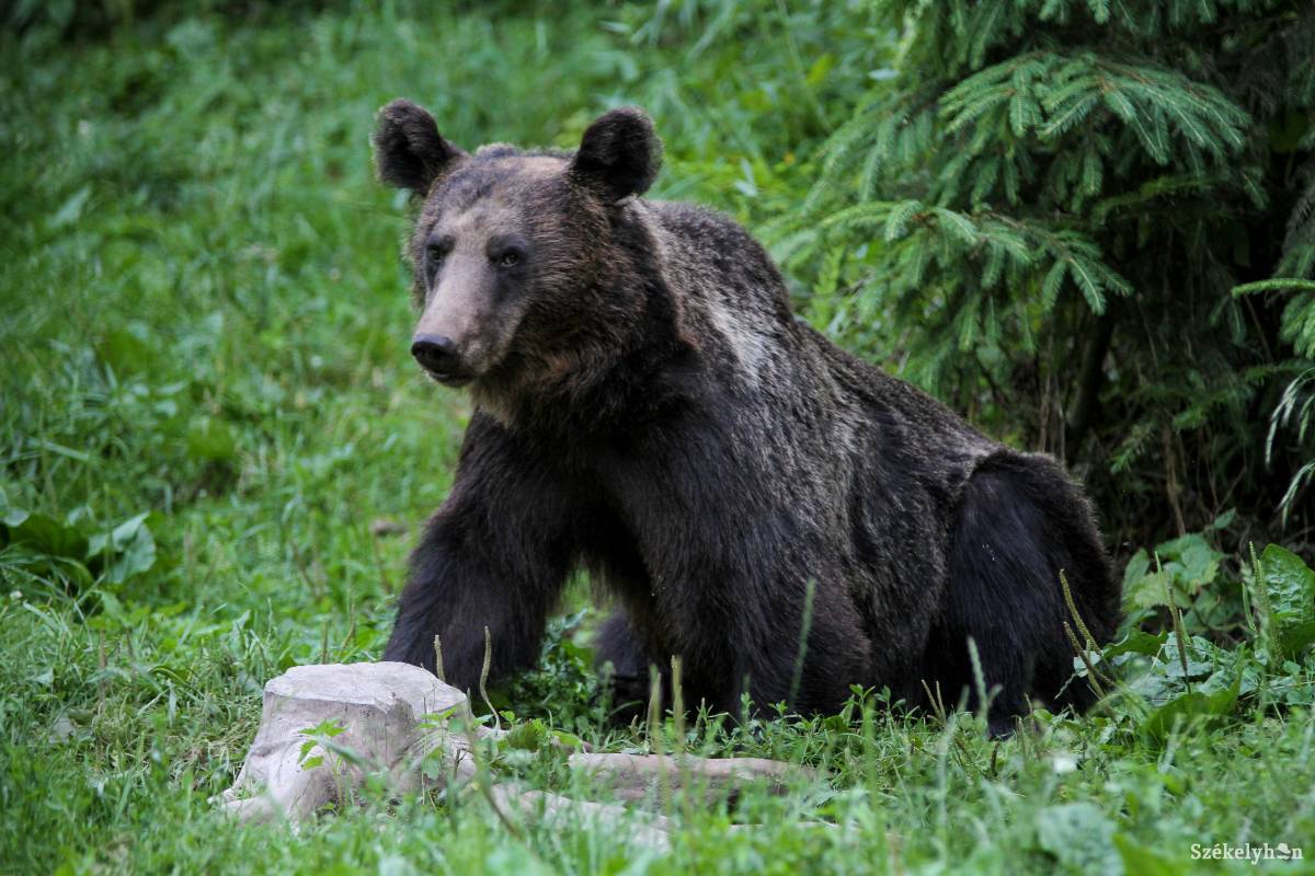 Prahova megyében támadt juhászra egy medve