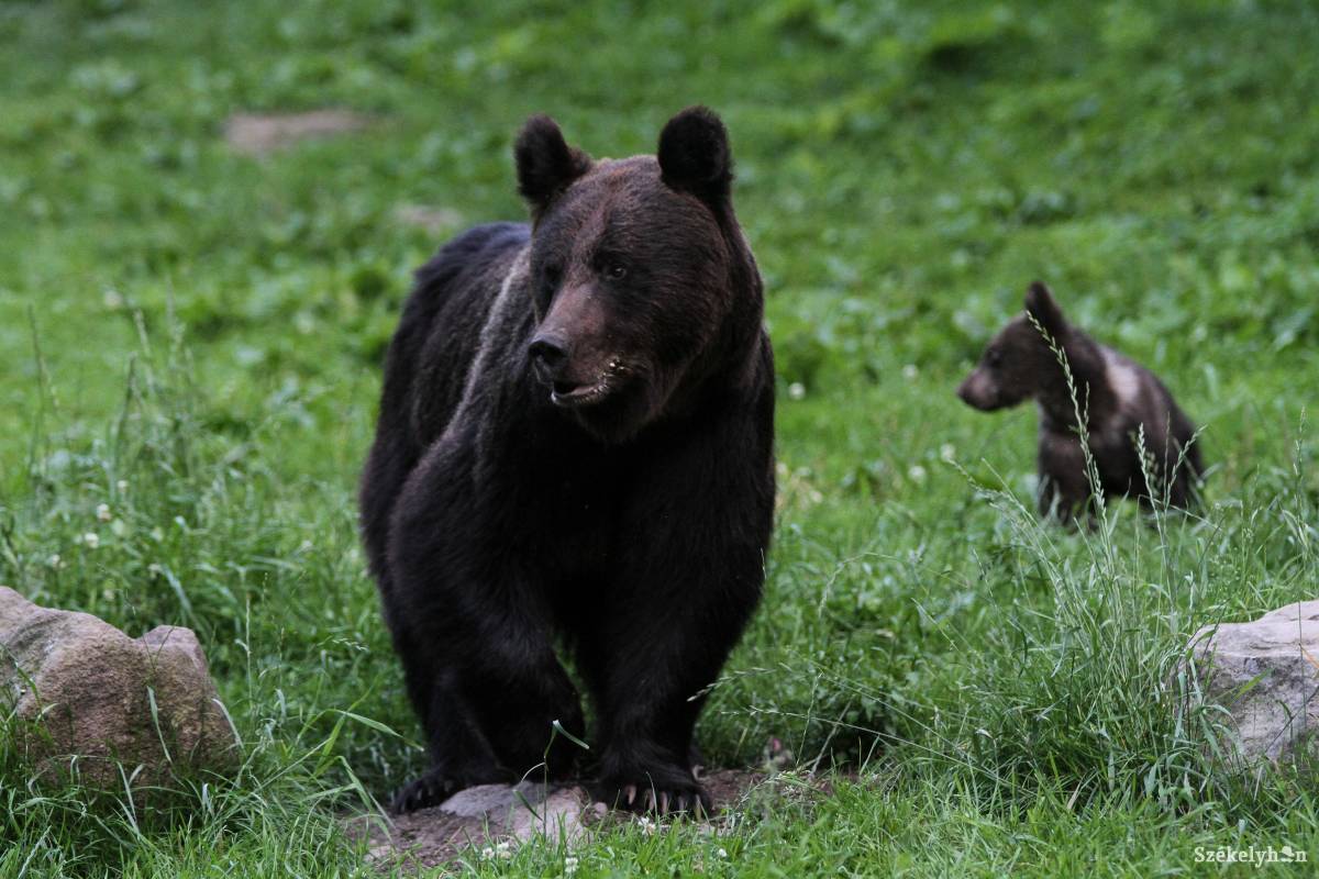 Medvecsaládot láttak a somostetői erdőben – nem árt óvatosan túrázni