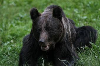 Újabb székelyföldi medvetámadások – Beszterce-Naszódban is aggódnak