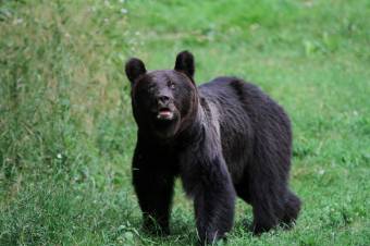 20 ezer eurós kártérítést ítélt meg a bíróság egy medvetámadásért