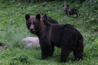 Videó a kőrispataki medvéről és a támadás helyszínéről