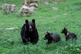 Legkevesebb kétezer medvének nem jut élőhely az országban – de inkább kétszer ennyinek