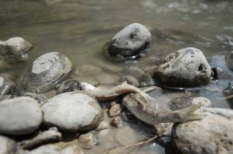 Szennyeződés miatt történt tömeges halpusztulás a Szucsáva folyón