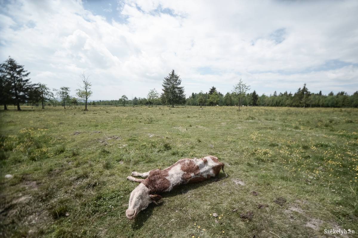 Több mint tíz tehenet öltek meg a medvék a Gyergyószentmiklóshoz tartozó legelőkön