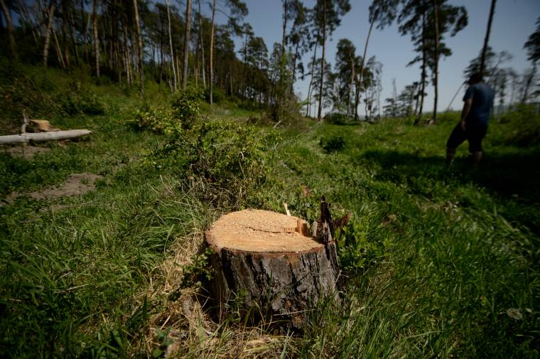 Kárpótolják a természetvédelmi területen lévő erdők tulajdonosait