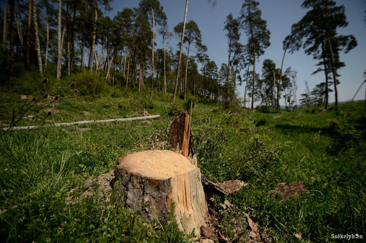 Előrelépés történt az erdészeti károk okozta jövedelemkiesés megtérítése esetében