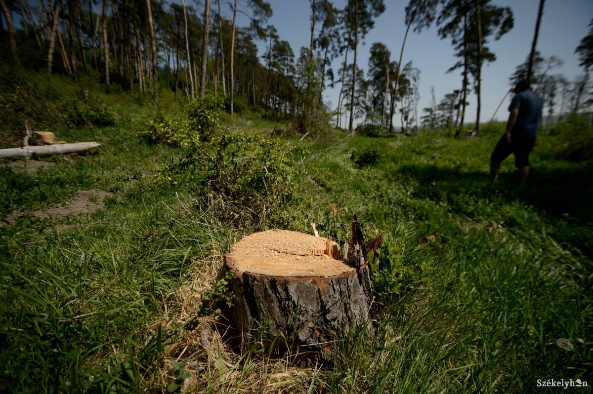 Kárpótolják a természetvédelmi területen lévő erdők tulajdonosait
