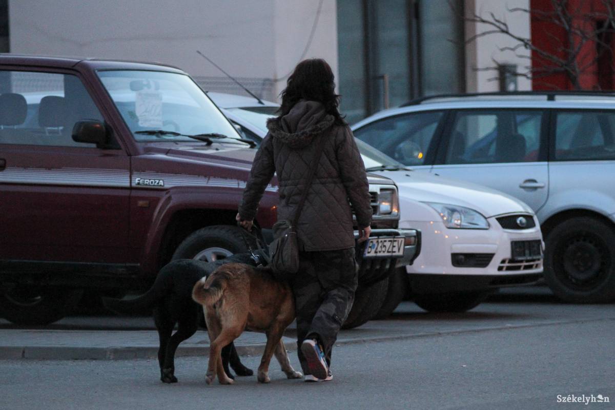 Nem mindig feszültségmentes a városi kutyatartás