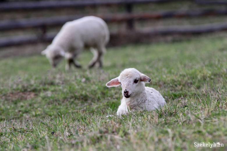  Exportra kerül a Hargita megyében nevelt bárányok jó része, mert többet adnak érte külföldön