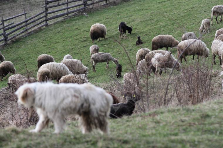 November elsejétől utalják a támogatásokat a juh- és kecsketartó gazdáknak