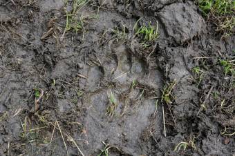 Sepsibodok: aggasztónak tartják, hogy egyre többször jár a medve lakott területen