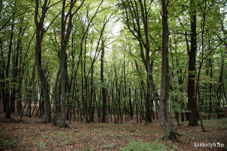 Fel kell készíteni az itteni erdőket is a klímaváltozásra