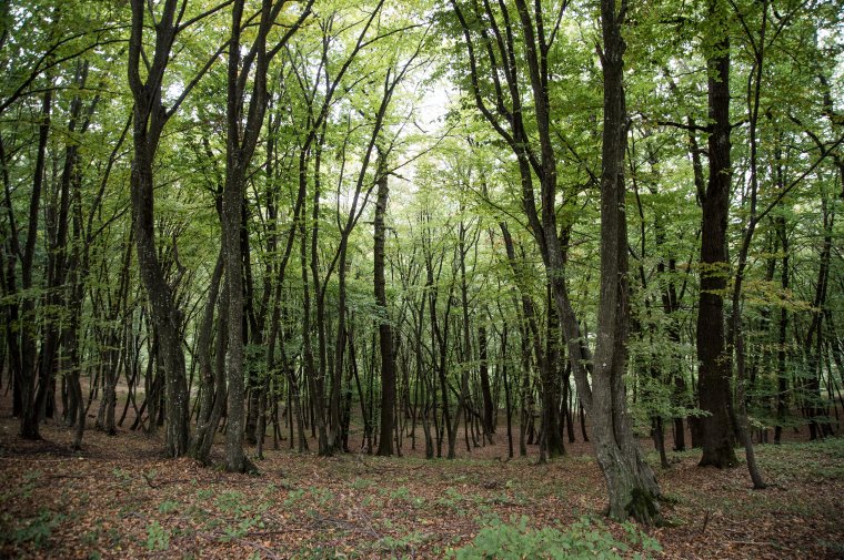 Bekeményítenek a felek az ozsdolai erdő-visszaállamosítás ügyében