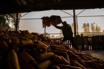 Bedarált pénzmagok: Románia élen jár az agrártermelésben, mégis importálja az alapélelmiszerek 70 százalékát