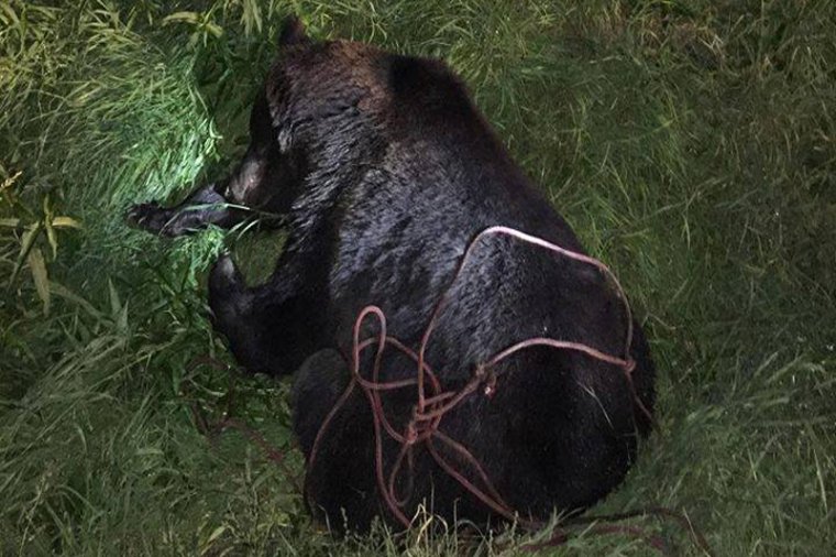 Tizenkét óra után kaptak engedélyt arra, hogy elaltassák a sérült medvét
