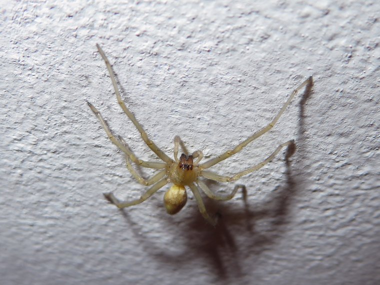 Kellemetlen tüneteket okoz a nálunk alig ismert pók csípése