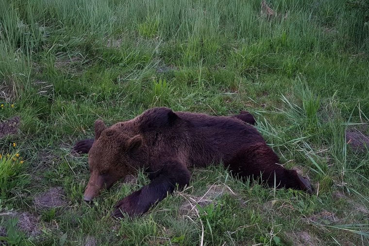 Kilőtték Homoródremete határában a kisfiúra támadó medvét