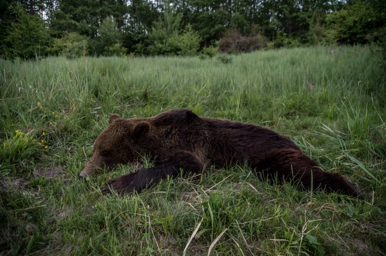 Kilőtték a tusnádfürdői gyermekvédelmi központba betörő medvét