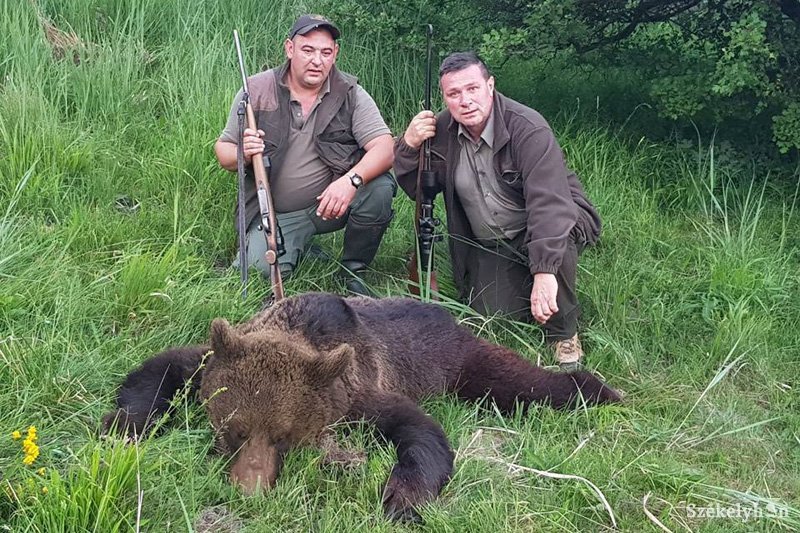 Kilőtték Homoródremete határában a kisfiúra támadó medvét