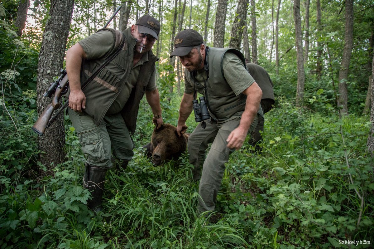Tusnádfürdői medveügy: hat példány kiemelését hagyta jóvá a Környezetvédelmi Minisztérium