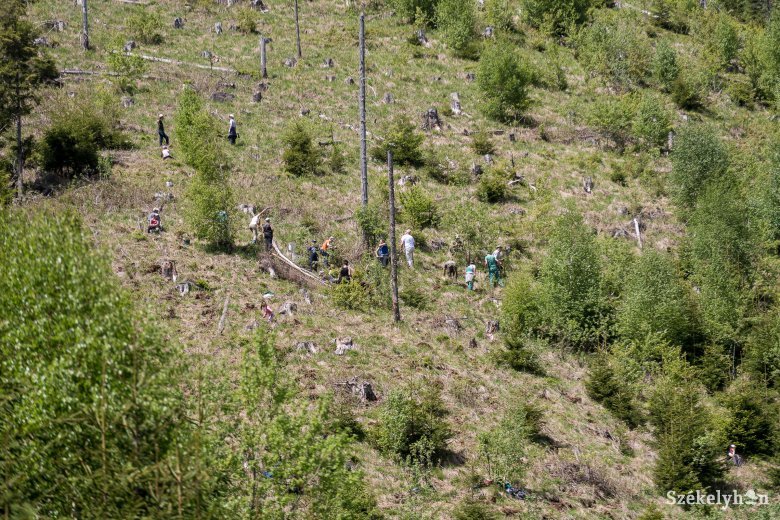 Az eddigi legátfogóbb erdősítési kampány indul: 57 ezer hektár területet ültetnének be
