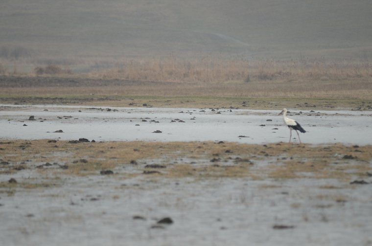 Lassan visszatérnek a gólyák Székelyföldre
