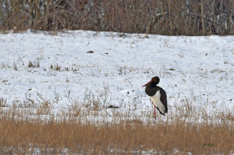 Fekete gólyát kaptak lencsevégre Székelyudvarhely határában