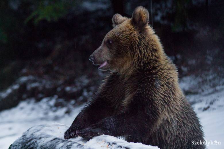Emberre támadt a medve Székelykeresztúr közelében